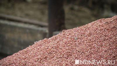Россия временно прекращает вывоз твердых сортов пшеницы
