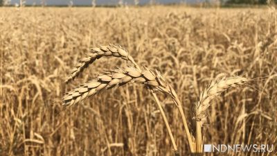 Словакия вслед за Польшей и Венгрией запретила ввоз зерна с Украины